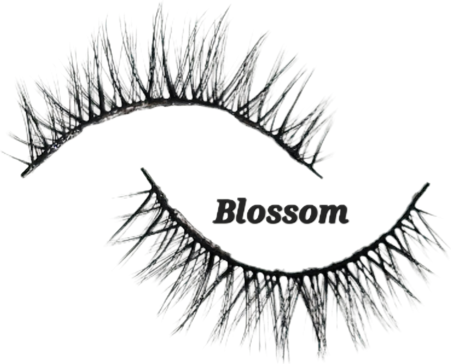 Blossom